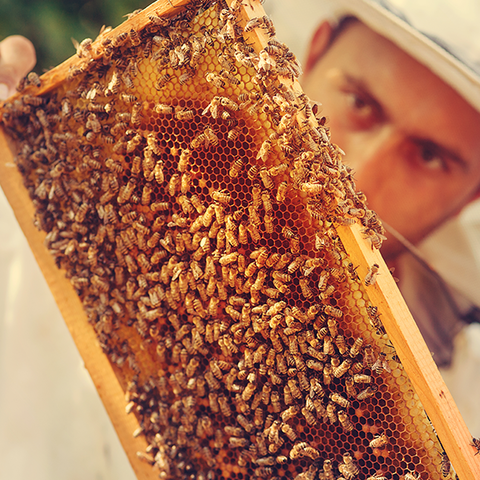 photo apiculteur