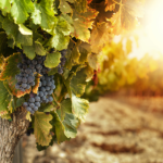 vendanges-etiuetage-viticole-CDA